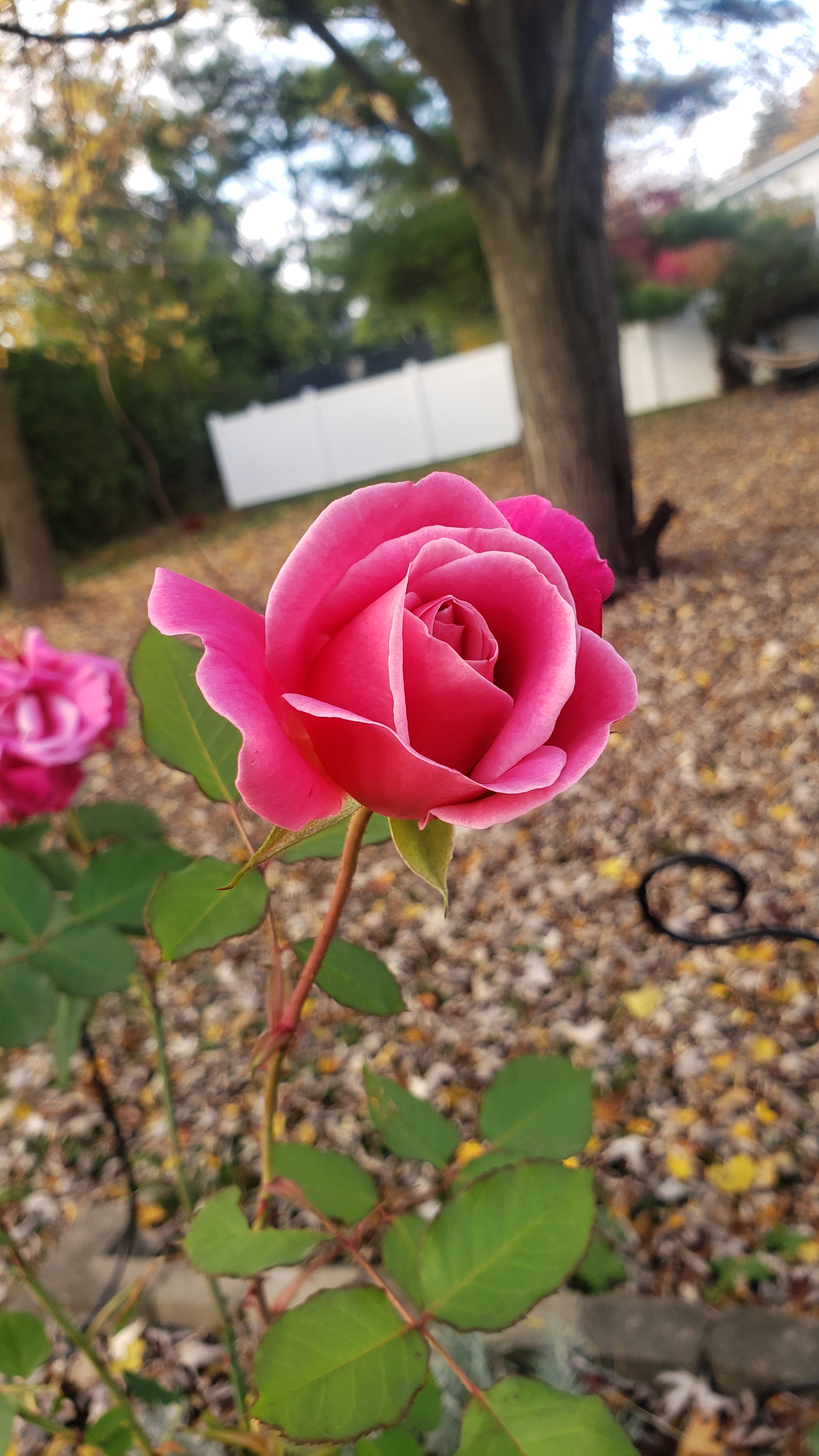 wp-16985122204904512533272560884204