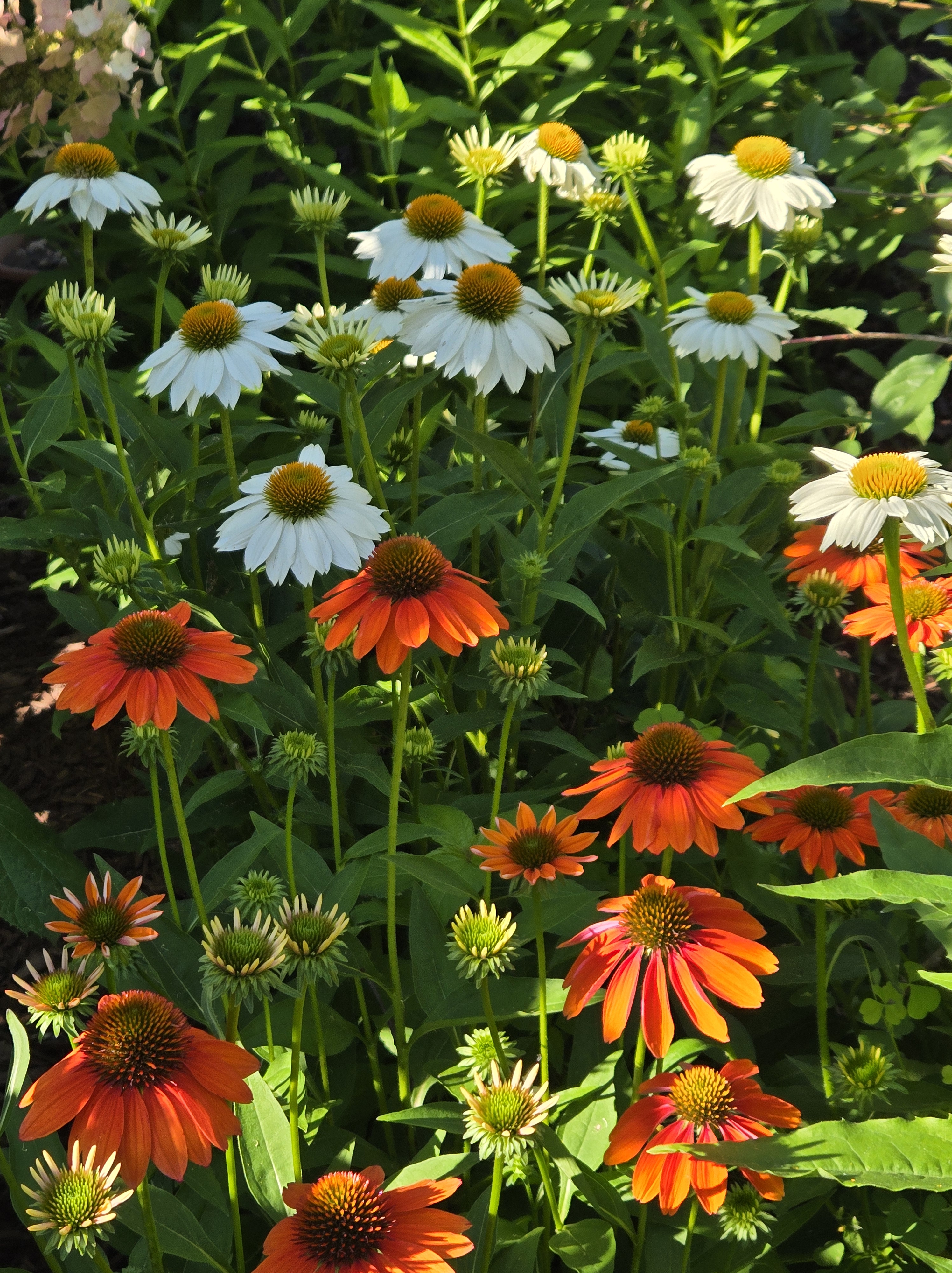 Cone Flowers